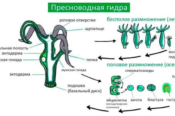 Блэк спрут se gl