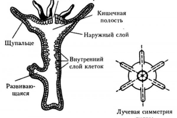 Зеркала блэк спрут